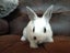 Netherland Dwarf/Mini Lop Rabbit Carousel 3