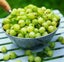 Gooseberry plant Carousel 6