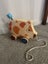 Cute wooden piggie pull along for baby. Carousel 2