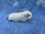 Healthy baby Guinea Pigs Carousel 7