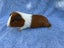 Healthy baby Guinea Pigs Carousel 10