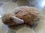 Purebred Mini lop bunnies Carousel 7