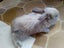Purebred Mini lop bunnies Carousel 9