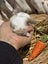 **Trained Mini Lop Bunny Rabbits & Care Package** Carousel 2