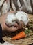 **Trained Mini Lop Bunny Rabbits & Care Package** Carousel 3