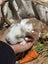 **Trained Mini Lop Bunny Rabbits & Care Package** Carousel 10