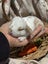 **Trained Mini Lop Bunny Rabbits & Care Package** Carousel 8