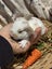 **Trained Mini Lop Bunny Rabbits & Care Package** Carousel 1