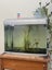 Aqua One AR-620 curved glass fish tank + 13 Fish Carousel 4