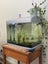 Aqua One AR-620 curved glass fish tank + 13 Fish Carousel 1