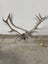 Deer Skull with Antlers – 11-Point Set Carousel 3