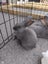 Purebred Flemish Giants Carousel 4