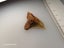 Snaggletooth Fossil Shark Tooth - 35mm / 1.4" Carousel 4