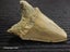 Megalodon Fossil Shark Tooth - 105mm / 4.2" Carousel 3