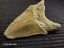 Megalodon Fossil Shark Tooth - 105mm / 4.2" Carousel 4