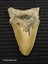 Megalodon Fossil Shark Tooth - 105mm / 4.2" Carousel 2