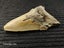 Megalodon Fossil Shark Tooth - 105mm / 4.2" Carousel 6