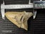 Megalodon Fossil Shark Tooth - 105mm / 4.2" Carousel 7