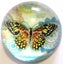 Butterfly paperweight Carousel 1