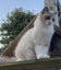 Reward - Lost Ragdoll Female Cat Carousel 2