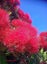 POHUTUKAWA TREE SEEDS : Magnificent evergreen NZ native tree. 50 seeds. Carousel 4
