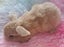 Beautiful purebred mini lop kits Carousel 1