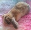 Beautiful purebred mini lop kits Carousel 2