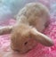 Beautiful purebred mini lop kits Carousel 3