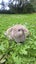 Mini Lop rabbit kittens Carousel 4