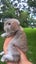 Mini Lop rabbit kittens Carousel 3
