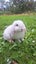 Mini Lop rabbit kittens Carousel 1