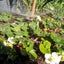 60 x Micro Garden Sprayers with 50m Polytube Kit Carousel 3