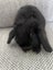 Mini Lop Bunnys Carousel 2