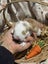 **Trained Mini Lop Bunny Rabbits & Care Package** Carousel 12