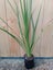 CORDYLINE AUSTRALIS - SPECIAL $7.50 Carousel 1