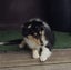Purebred Rough Collie Carousel 6