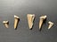 5x FOSSIL SHARK TEETH Carousel 1