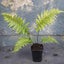 Asplenium Maori Princess improved hen and chickens fern Carousel 1