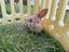 mini lop bunny Carousel 1