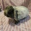 2 male Angora cross minilop rabbits Carousel 4