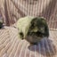 2 male Angora cross minilop rabbits Carousel 6