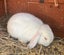 Baby Mini lop rabbits Carousel 1