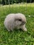 Adorable minilop baby bunnies for sale Carousel 3