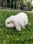 Adorable minilop baby bunnies for sale Carousel 5