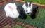 ** CUTE BUNNIES for SALE** Carousel 1