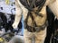 ### SUPER RARE VINTAGE HELMET DIVER AND PUMP 1910-20's $19995 ### Carousel 8