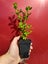 Escallonia Red Knight Carousel 1