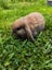 Pure Bred mini Lops bunnies Carousel 2