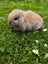 Pure Bred mini Lops bunnies Carousel 1