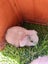 Pure Bred mini Lops bunnies Carousel 4